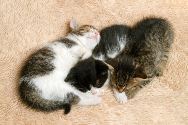 Süße Katzenbabys mit Herr der Ringe Namen warten auf Adoption